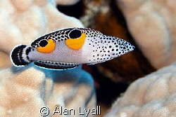 Juvenile clown sand wrasse - Canon EOS350D; EF-S 60mm; si... by Alan Lyall 